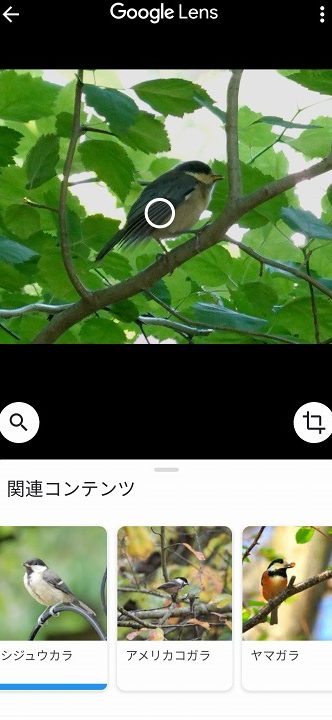 スマホのカメラで名前を調べたい【PictureThis】(草花、鳥、鉱石) 13 e382b9e3839ee3839be381aee382abe383a1e383a9e381a7e5908de5898de38292e8aabfe381b9e3819fe38184e38090picturethise38091e88d89e88ab1e38081